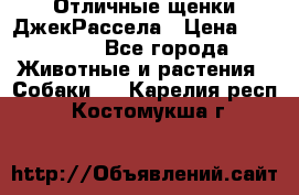 Отличные щенки ДжекРассела › Цена ­ 50 000 - Все города Животные и растения » Собаки   . Карелия респ.,Костомукша г.